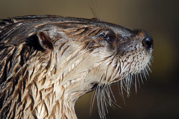 Noord rivier-Otter (Lontra canadensis) — Stockfoto