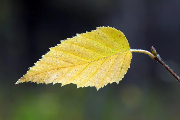 노란 잎 매크로 — 스톡 사진