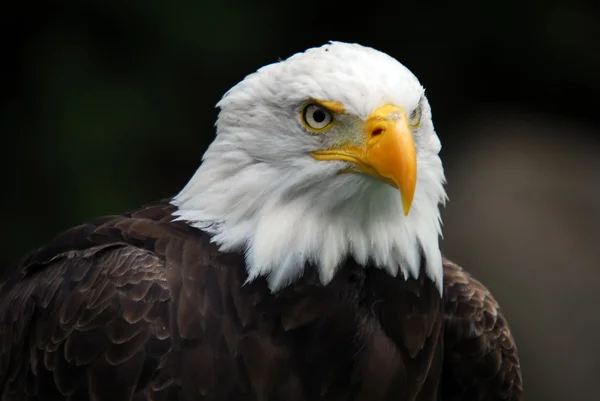 American Bald Eagle (Haliaeetus leucocephalus) — Stock Photo, Image