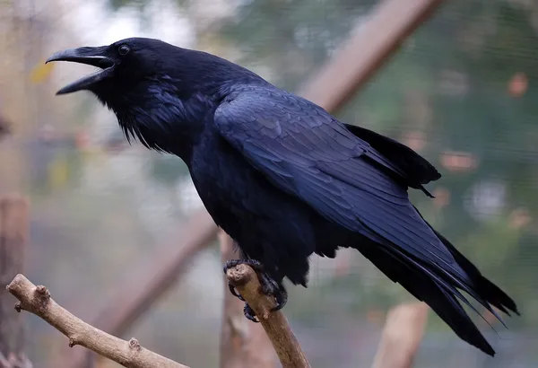 Коммон Равен (Corvus corax)) — стоковое фото