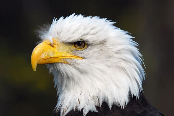 American Bald Eagle (Haliaeetus leucocephalus) — Stock Photo, Image