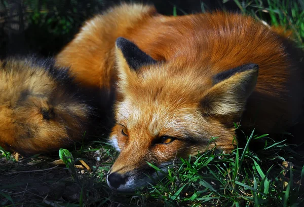 Червона лисиця (вульпи ) Стокове Фото