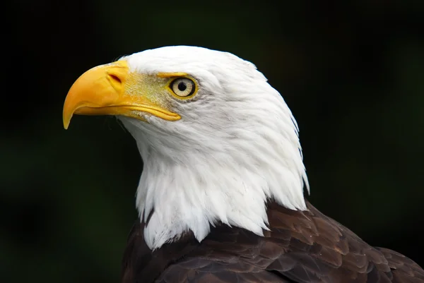 Águila calva americana (Haliaeetus leucocephalus) Fotos De Stock Sin Royalties Gratis