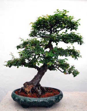 Bonsai