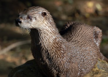 Kuzey Nehri su samuru (Lontra canadensis)