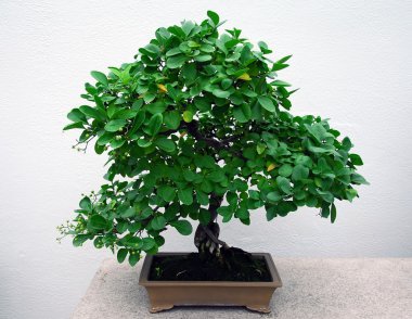 Bonsai