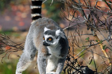 Halka kuyruklu lemur (Lemur catta)