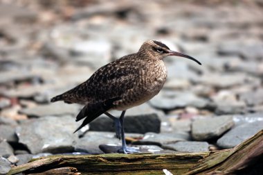 Sürmeli kervan çulluğu (Numenius Phaeopus)