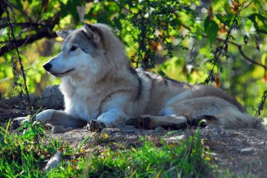 Gray wolf (Canis lupus) clipart