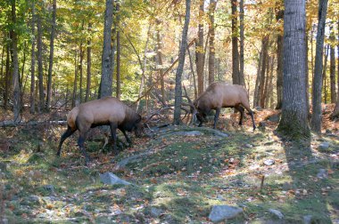 Two elks (Cervus canadensis) fighting clipart