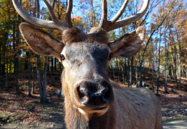 Elk (Cervus canadensis) in autumn clipart