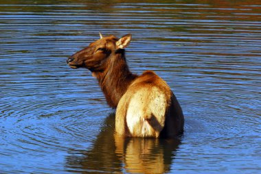 Geyik (Cervus canadensis) su