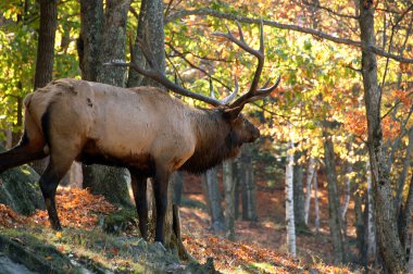 Geyik (Cervus canadensis) Güz