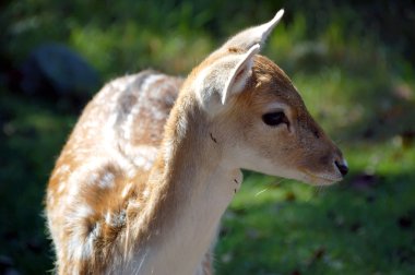 Fallow geyiği (Dama dama)