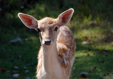 Fallow geyiği (Dama dama)