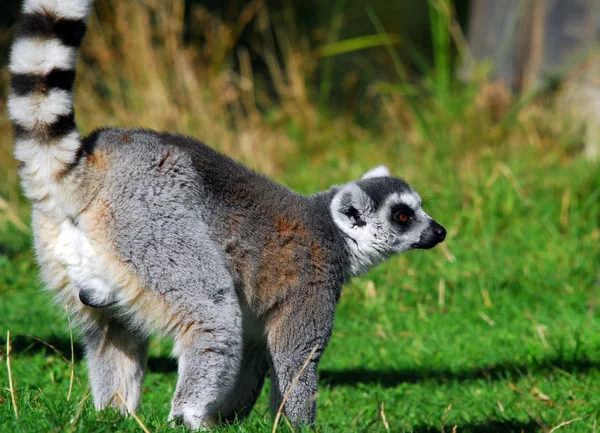 Ringhalet lemur (Lemur catta) - Stock-foto