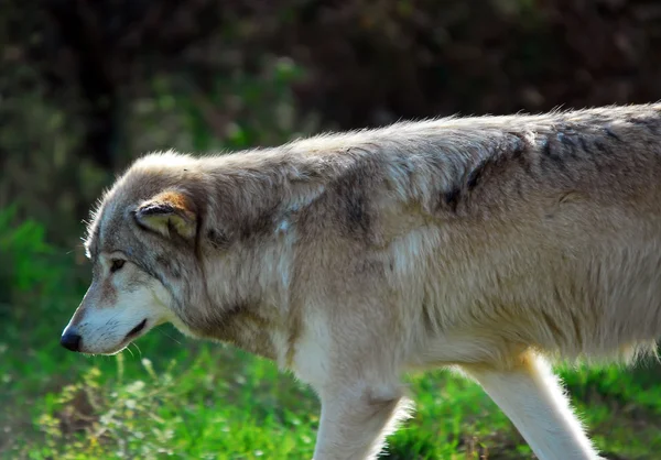 Серый волк (Canis lupus) — стоковое фото