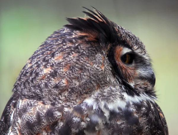 Spotted Eagle Owl (Bubo africanus) — Stock Photo, Image