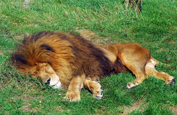 Λιοντάρι — Φωτογραφία Αρχείου