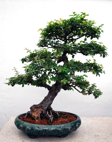 Stock image Bonsai