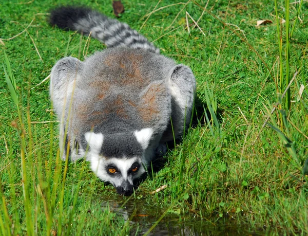 Ring-tailed Lemur (Lemur catta) — Stock Photo, Image