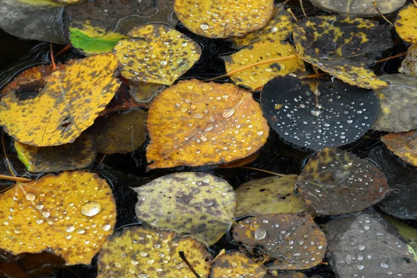 Höstens löv makro — Stockfoto