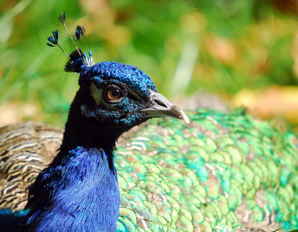 Peafowl indiano (Pavo cristatus ) — Fotografia de Stock