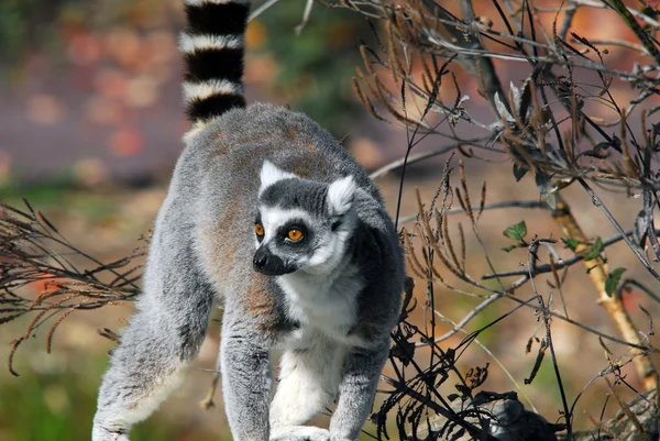 Ringstaartmaki (Lemur catta)) — Stockfoto