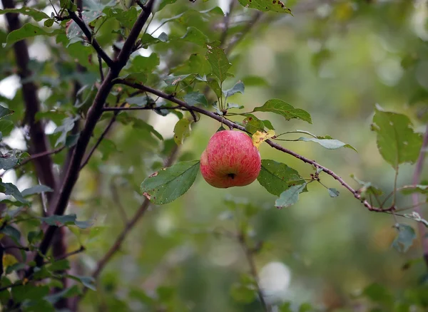 stock image Wild Apples