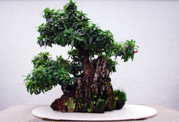 Bonsai