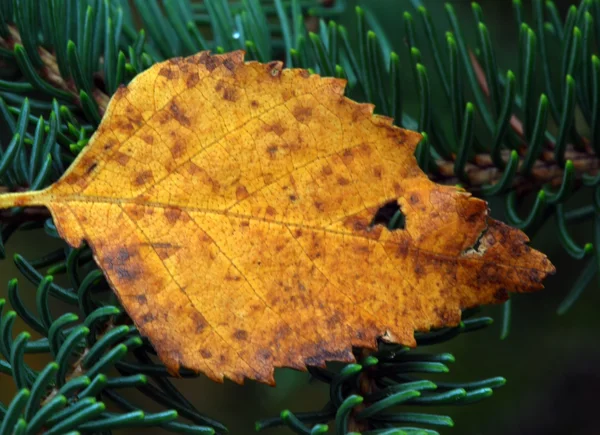 Помаранчеві листя макросу — стокове фото