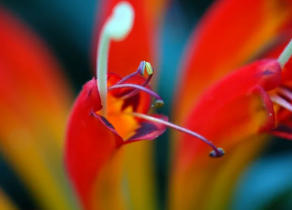 stock image Flower Stamens