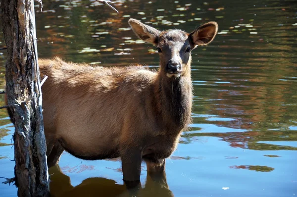 Elk (Cervus canadensis) ve vodě — Stock fotografie