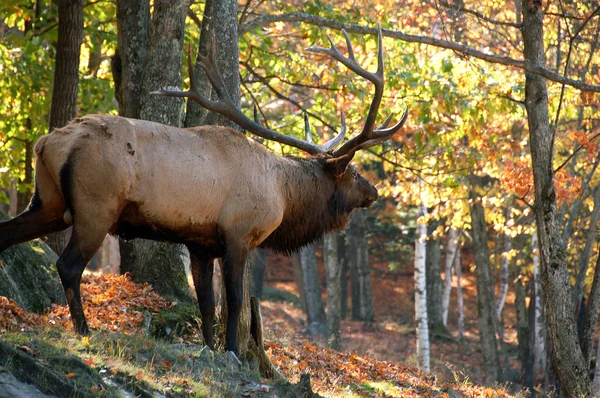 Elk (Cervus canadensis) na podzim — Stock fotografie