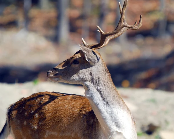 Fallow Deer (Dama dama)) — 스톡 사진