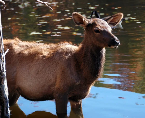 Elk (Cervus canadensis) in water — Stock Photo, Image