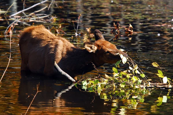 Elk (Cervus canadensis) ve vodě — Stock fotografie