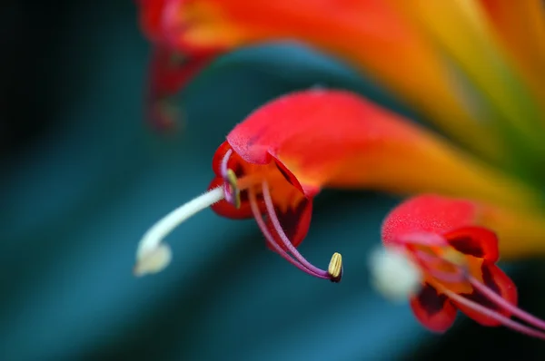 Квітка тичинки Стокове Зображення