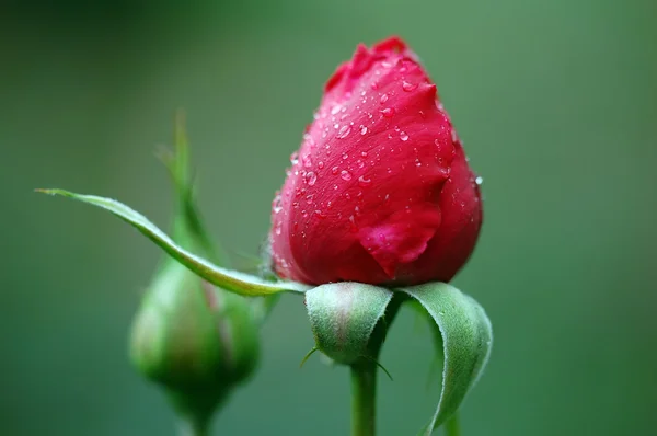 Червона троянда нирки Стокове Зображення