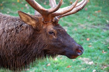 Geyik portre (Cervus canadensis)