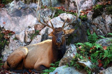 Geyik (Cervus canadensis) Güz