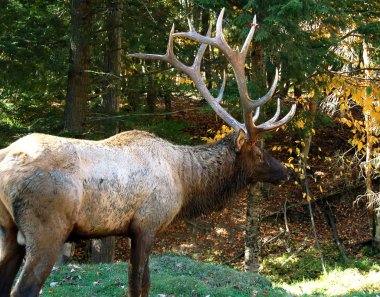 Geyik (Cervus canadensis) Güz