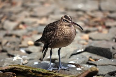 Sürmeli kervan çulluğu (Numenius Phaeopus)