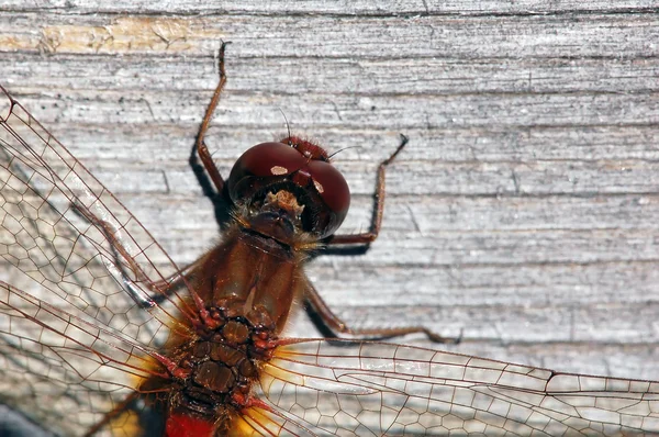 stock image Common Darter (Sympetrum striolatum)