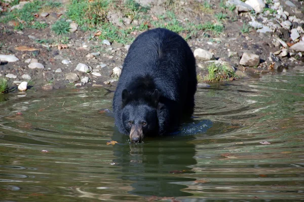 Amerikansk svartbjörn — Stockfoto
