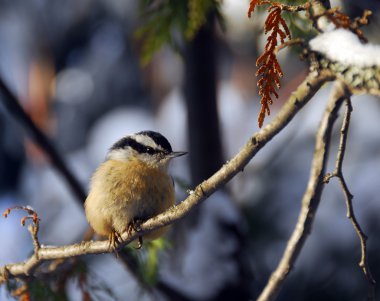 Red-Breasted Nuthatch clipart