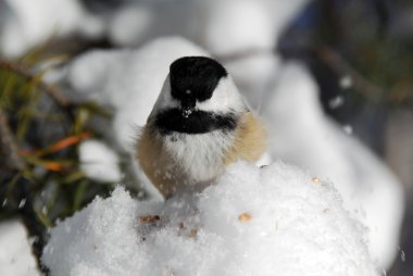 Black-capped Chickadee clipart