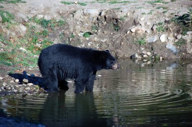 Amerikan kara ayısı
