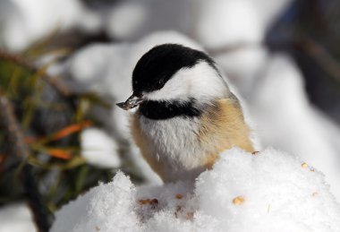 Black-capped Chickadee clipart