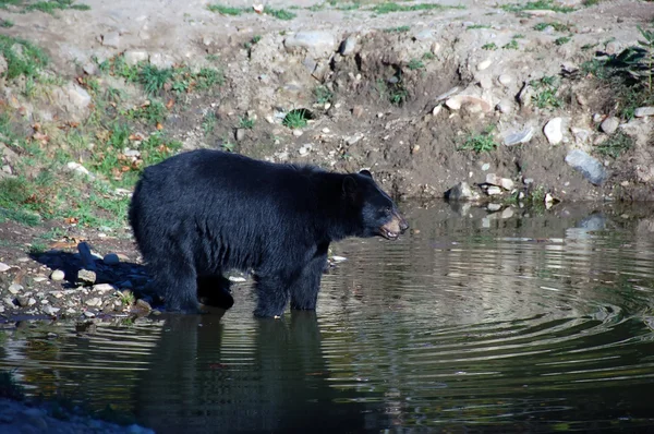 Американський Чорний ведмідь — стокове фото